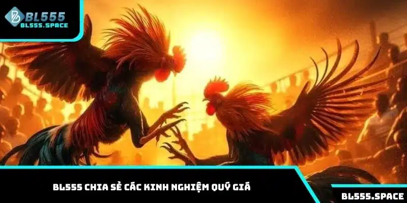 Đá Gà 3 BL555 chia sẻ các kinh nghiệm quý giá