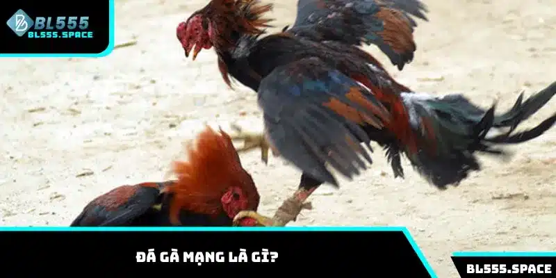 Hướng dẫn chơi đá gà mạng tại BL555 hiệu quả nhất 2025 1 Tìm hiểu về hình thức cược đá gà mạng là gì?