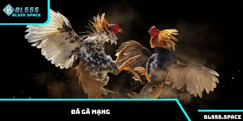 Hướng dẫn chơi đá gà mạng tại BL555 hiệu quả nhất 2025 1 Đá gà mạng