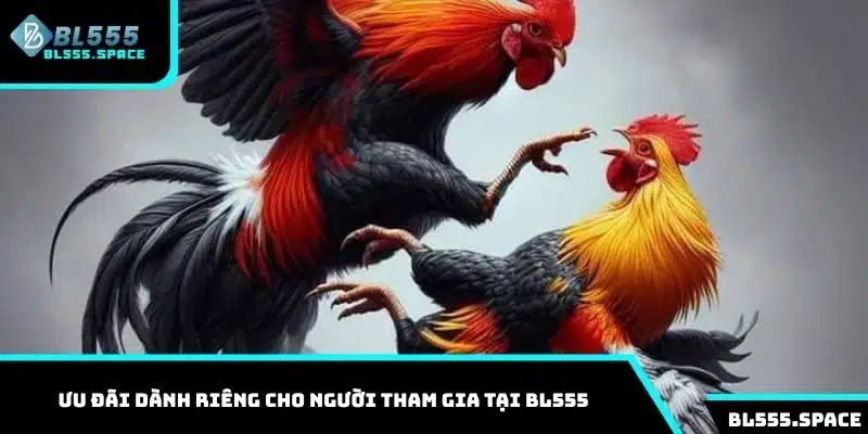 Đá Gà 2 Ưu đãi dành riêng cho người tham gia tại BL555